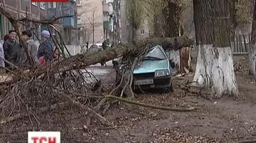 Комунальники відхрещуються від тополі, яка впала на автомобіль