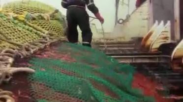 Вьетнам - крупнейшие фермы по выращиванию королевских креветок