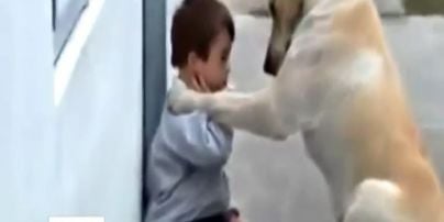Інтернет сколихнула приголомшливе піклування лабрадора до хворого хлопчика