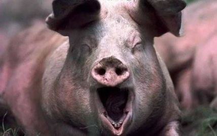 На Житомирщине отстреливают животных из-за африканской чумы свиней