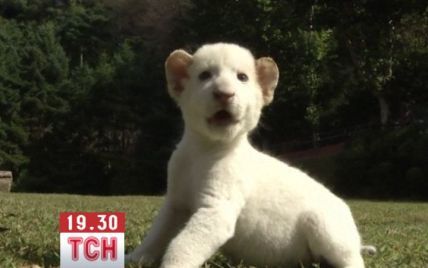 В зоопарку Сеула показали рідкісних білих новонароджених левенят
