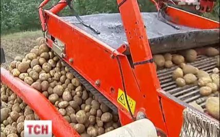 У Кабміні говорять, що картопля має коштувати 3,30 грн/кг, і пропонують їздити за нею у села