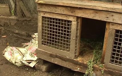 У Бердичеві чупакабра стрибнула через 2-метровий паркан заради кролячої крові
