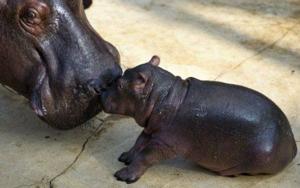 В Берлінському зоопарку народився новий бегемотик / © AFP