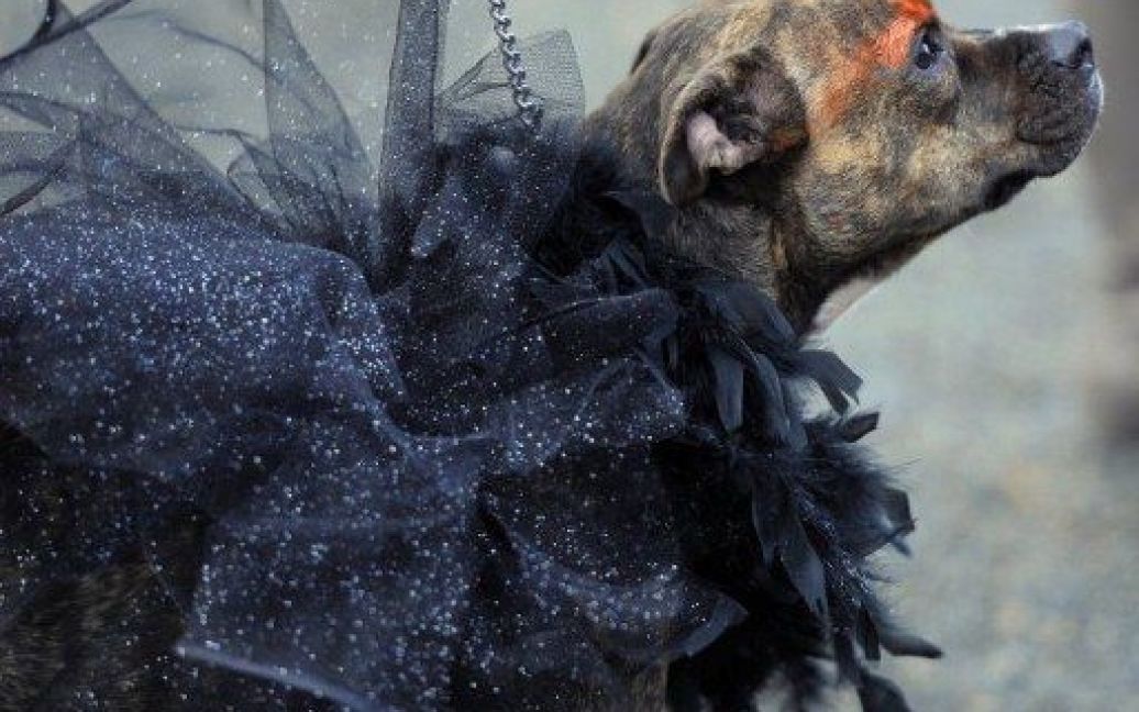 17-та костюмована Хелловін-вечірка для собак / © AFP