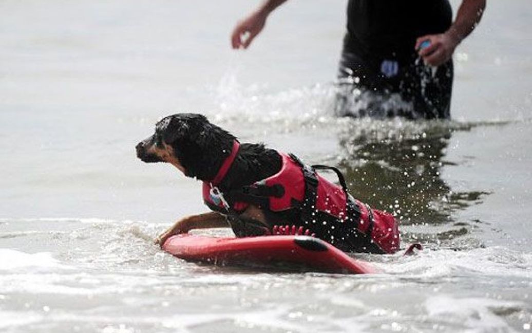 На каліфорнійському пляжі Хантінгтон пройшов 3-ій турнір з серфінгу серед собак / © AFP
