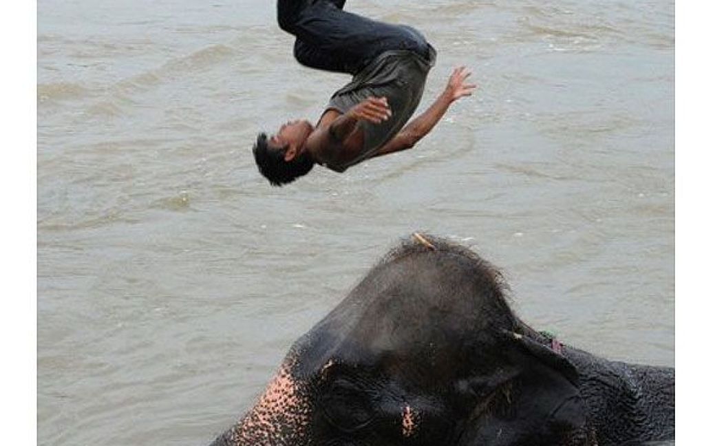 Непал, Читван. Непальський погонич стрибає у воду зі спини слона під час купання у річці Рапаті в Читвані. Національний парк Читван охоплює 932 кв. км джунглів і є першим парком дикої природи в Непалі. / © AFP