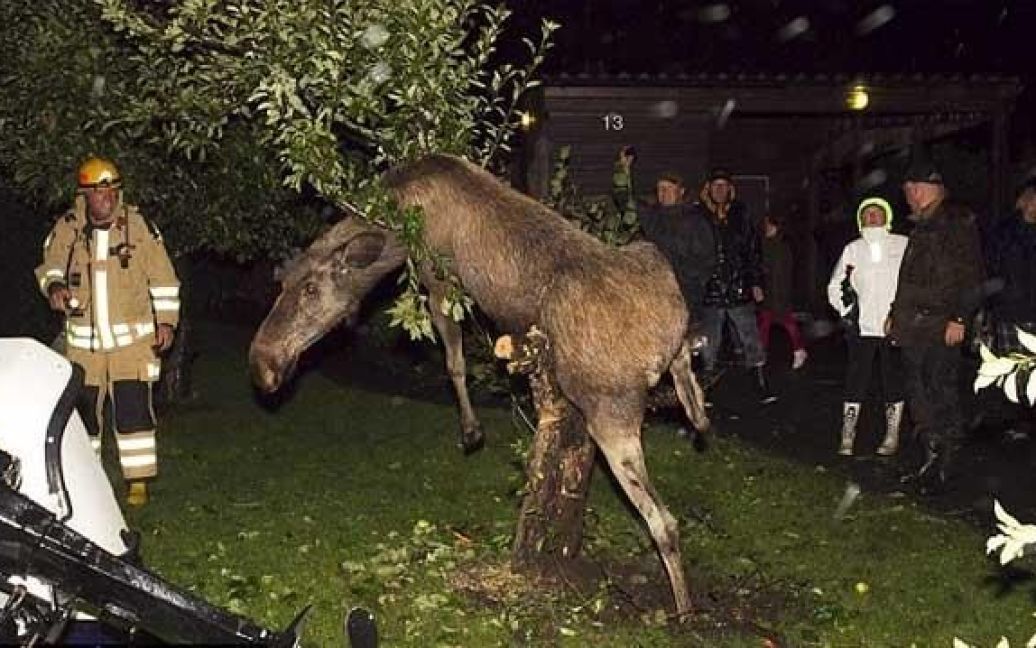 В Швеції п&#039;яний лось застряг між гілок дерева, на яке він видерся, а рятувати його довелося пожежним. / © 