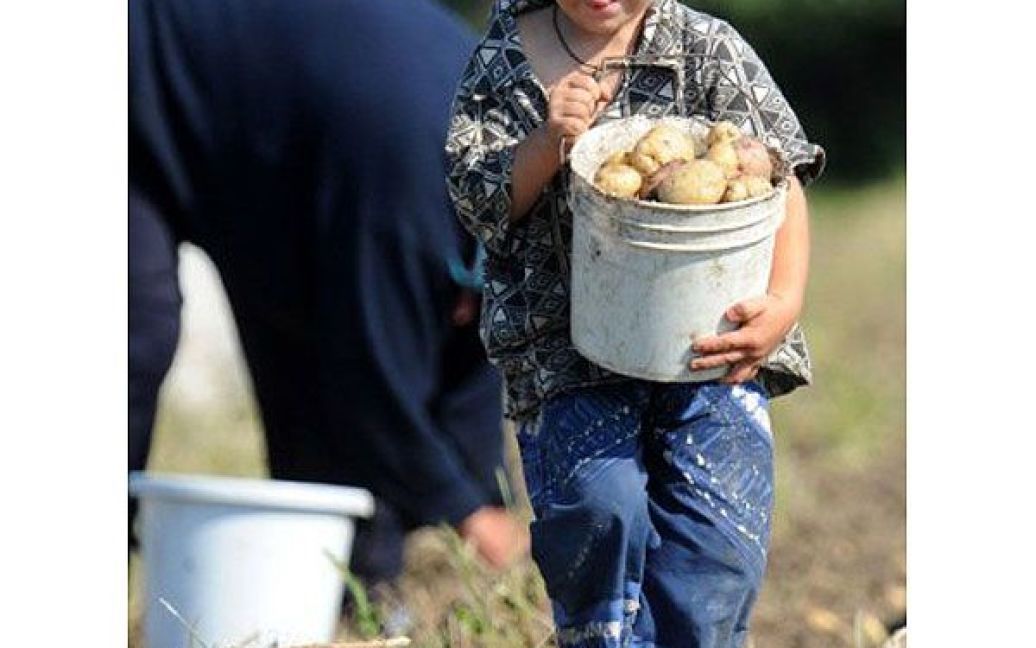 Білорусь, Переров. Білоруський хлопчик несе відро з картоплею, доки члени його сім&#039;ї збирають врожай у селищі Переров, поблизу Мінська. / © AFP