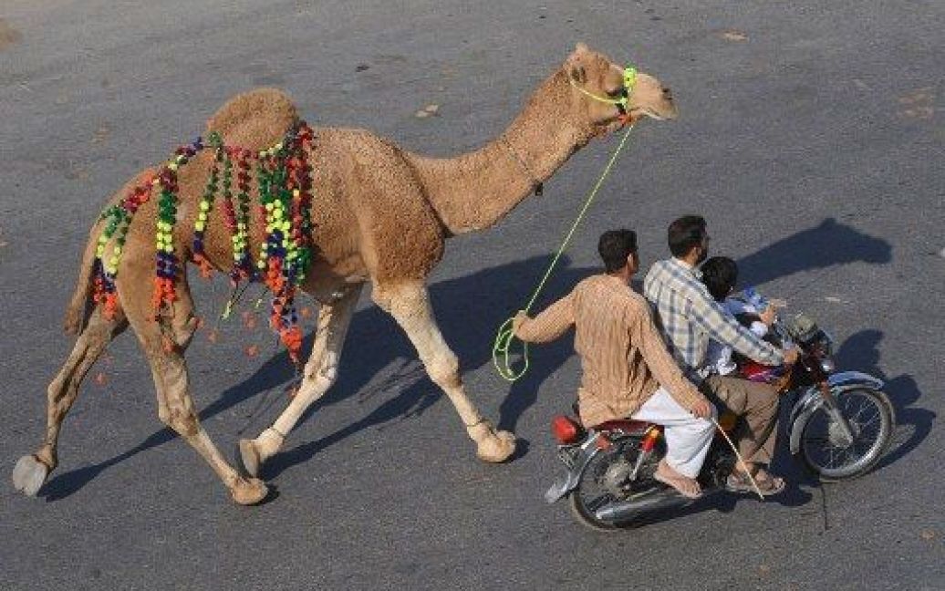 Пакистан, Лахор. Пакистанські чоловіки ведуть верблюда з ринку тварин у Лахорі напередодні святкування Ід аль-Адха, свята жертвопринесення, яке відзначають в усьому мусульманському світі. / © AFP