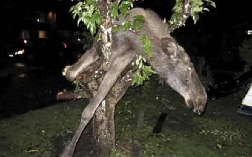 В Швеції п&#039;яний лось застряг між гілок дерева, на яке він видерся, а рятувати його довелося пожежним. / © 