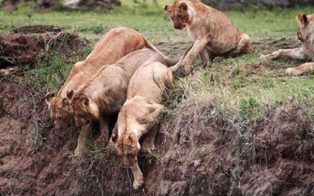 В Кенії левиця витягла із прірви своє дитинча / © The Daily Mail