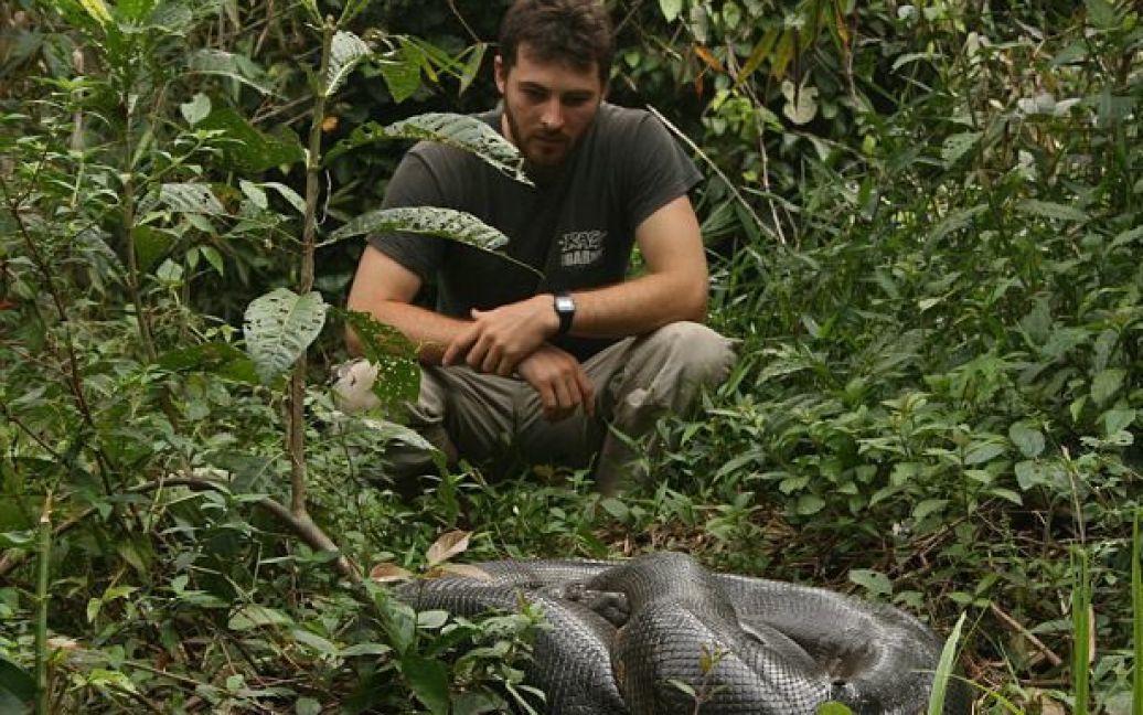 В Гайані біологи спіймали гігантську анаконду вагою у 100 кілограмів та довжиною 6,5 метра. / © The Daily Mail