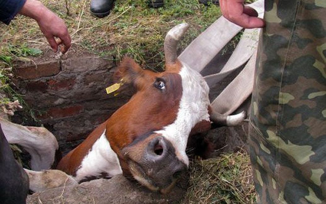 В Маріуполі рятувальники МНС витягнули корову Рябушку з технічного колодязя, в який вона провалилася. / © УНІАН