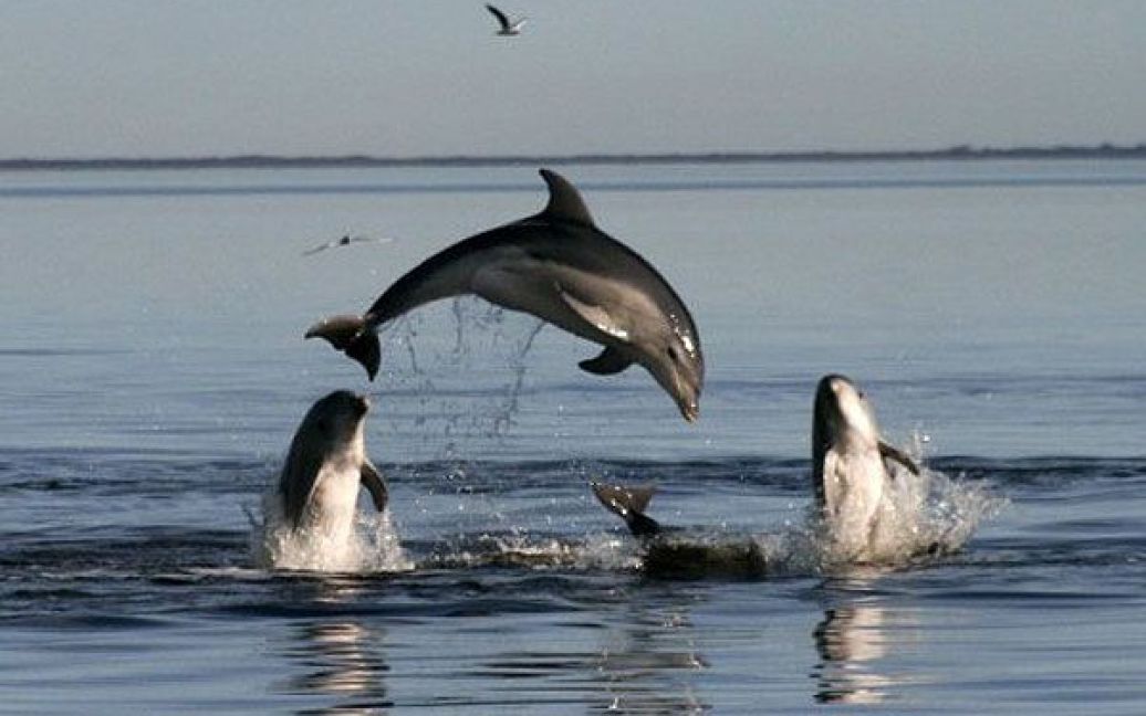 Австралія, Мельбурн. Дельфіни грають у затоці Порт-Філліп в Мельбурні. Фото AFP/Університет Монаш/Кейт Чарльтон-Робб / © AFP