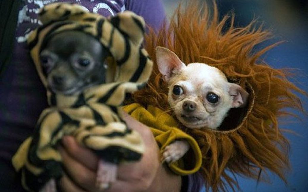 Мексика, Мехіко. Дві собаки чіхуахуа беруть участь у конкурсі на собачому шоу "ExpoCan" в Мехіко. / © AFP