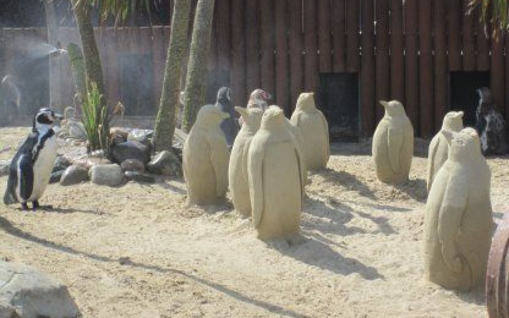 Пінгвіни Гумбольдта в зоопарку Sea Life / © 