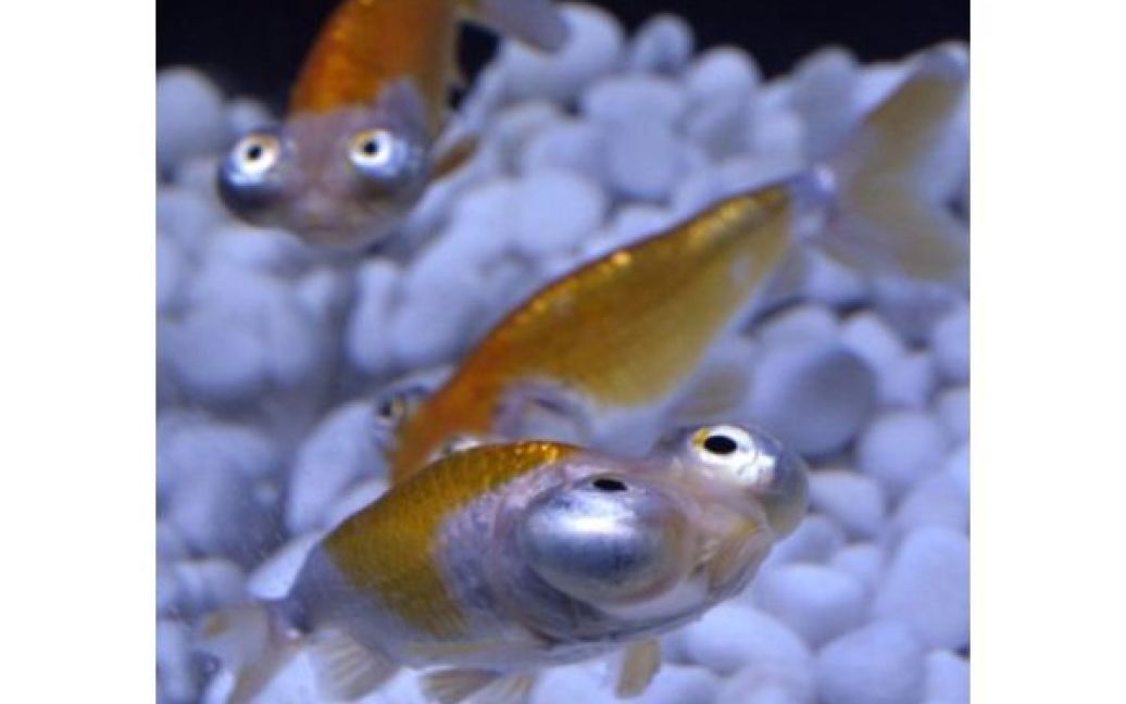 Японія, Токіо. Золоті рибки з очами-телескопами виставлені на огляд під час прес-туру на виставці "Акваріумне мистецтво". Виставка, заснована акваріумістом Хідетомо Кімурою, відкриється 12 серпня. / © AFP