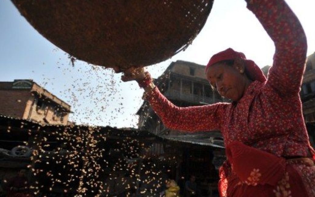Непал, Катманду. Жінка-фермер провіває рис під час збору врожаю в Бхактапурі на околиці Катманду. Більше 80 відсотків з 27 мільйонного населення Непалу залежить від сільського господарства та врожаю рису. / © AFP