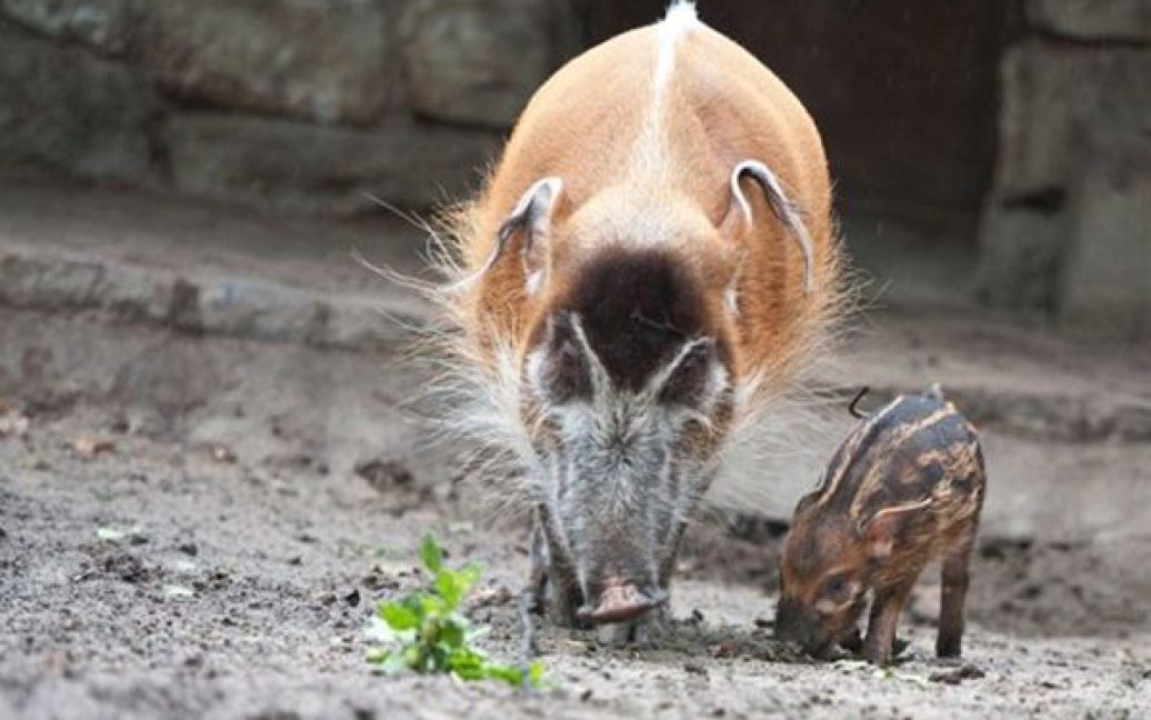 Німеччина, Берлін. Дитинча червоної свині гуляє зі своєю матір&rsquo;ю у Берлінському зоопарку. Порося народилося у цьому звіринці 16 липня. У дикій природі червоні свині живуть стадами, що нараховують до 20 членів. / © AFP