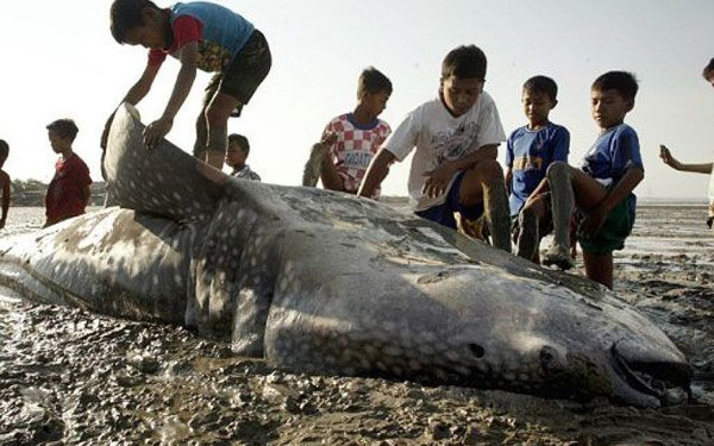 Індонезія, Сурабая. Індонезійські діти роздивляються мертву китову акулу, яку викинуло на узбережжя у місті Сурабая на острові Ява. / © AFP