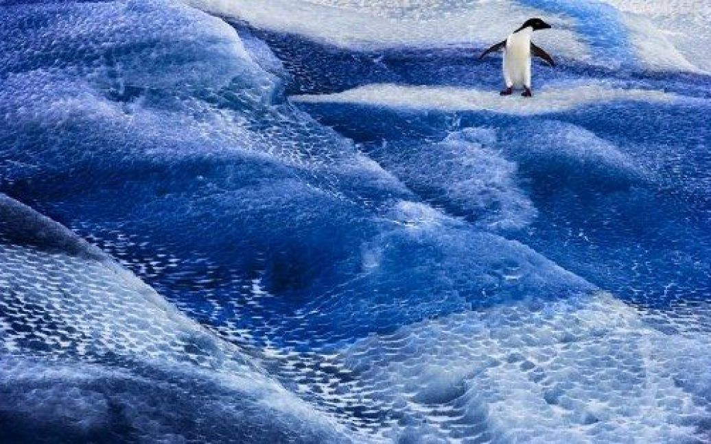Антарктида, Море Росса. Пінгвін на морському льоду біля моря Росса в Антарктиді. Фото AFP/Antarctic Ocean Alliance/John WELLER / © AFP