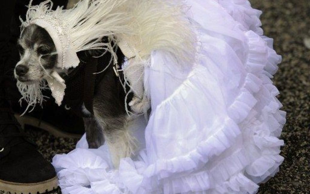 США, Нью-Йорк. Собака в костюмі "Білого лебедя" бере участь у 17-ій щорічній собачій костюмованій Хелловін-вечірці в парку Ріверсайд. / © AFP