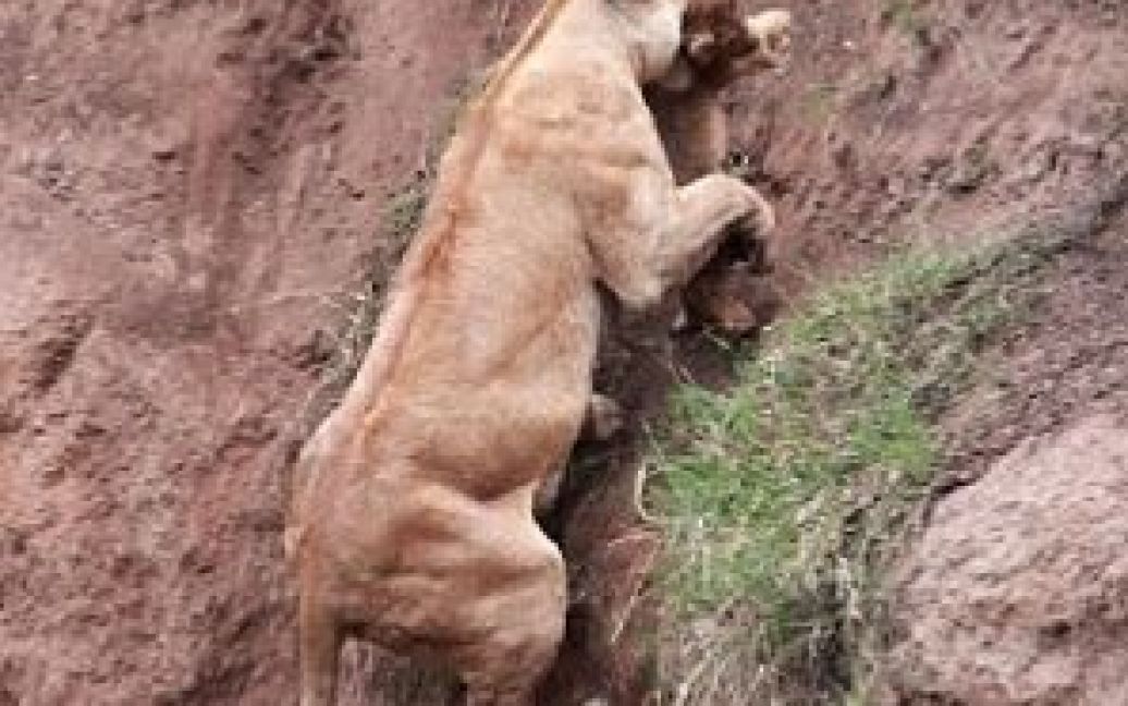 В Кенії левиця витягла із прірви своє дитинча / © The Daily Mail