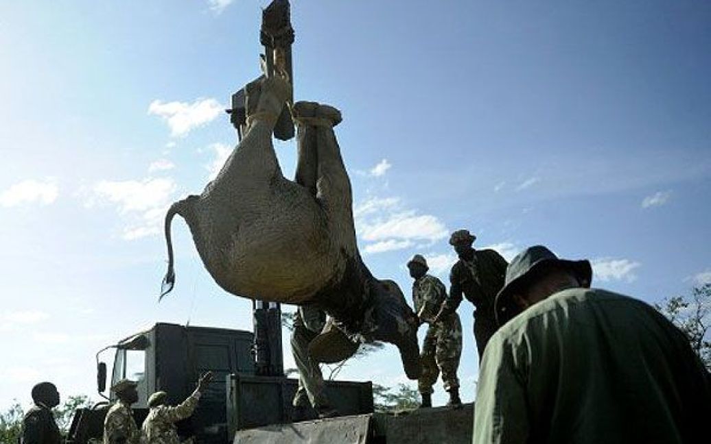 Кенія, Нарок. Слон лебідкою піднімають на вантажівку. Кенійські рейнджери здійснюють переміщення 50 "буйних" слонів до оновленого заповідника "Масаї Мара", щоб зупинити хвилю людських смертей і знищення майна через напади диких тварин. / © AFP