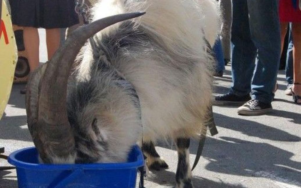 За собою козел тягнув міні-молоковоз, на якому написаний список "псевдо-реформ", які проводить Табачник. / © прес-служба "Відсіч"