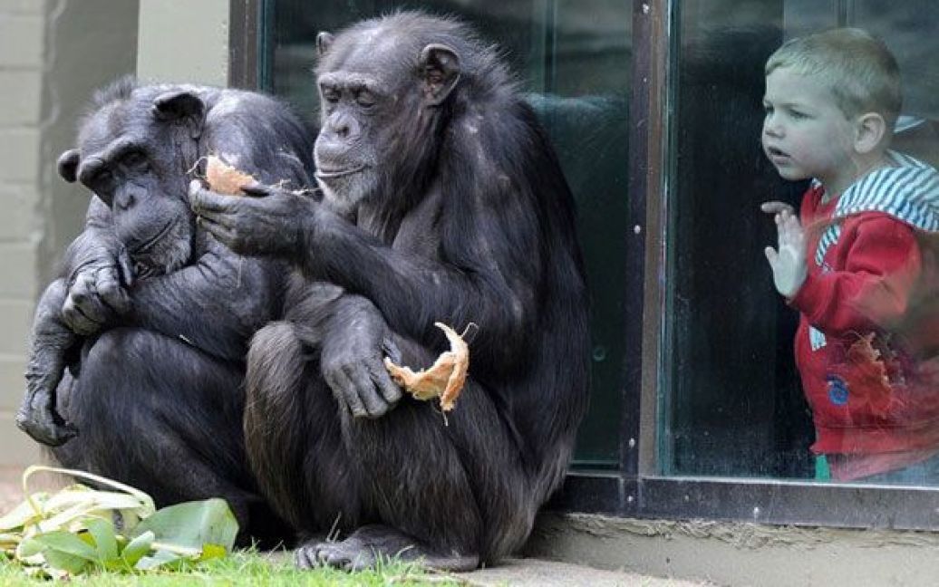 Австралія, Сідней. Дитина дивиться, як шимпанзе їсть кокос у своєму відреставрованому вольєрі у зоопарку Таронга в Сіднеї. / © AFP