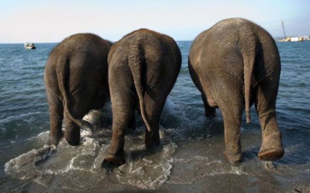 Швейцарія, Лозанна. Троє слонів з цирку Knie, Цейлон, Делі і Мапалай, йдуть купатися до Женевського озера. / © AFP