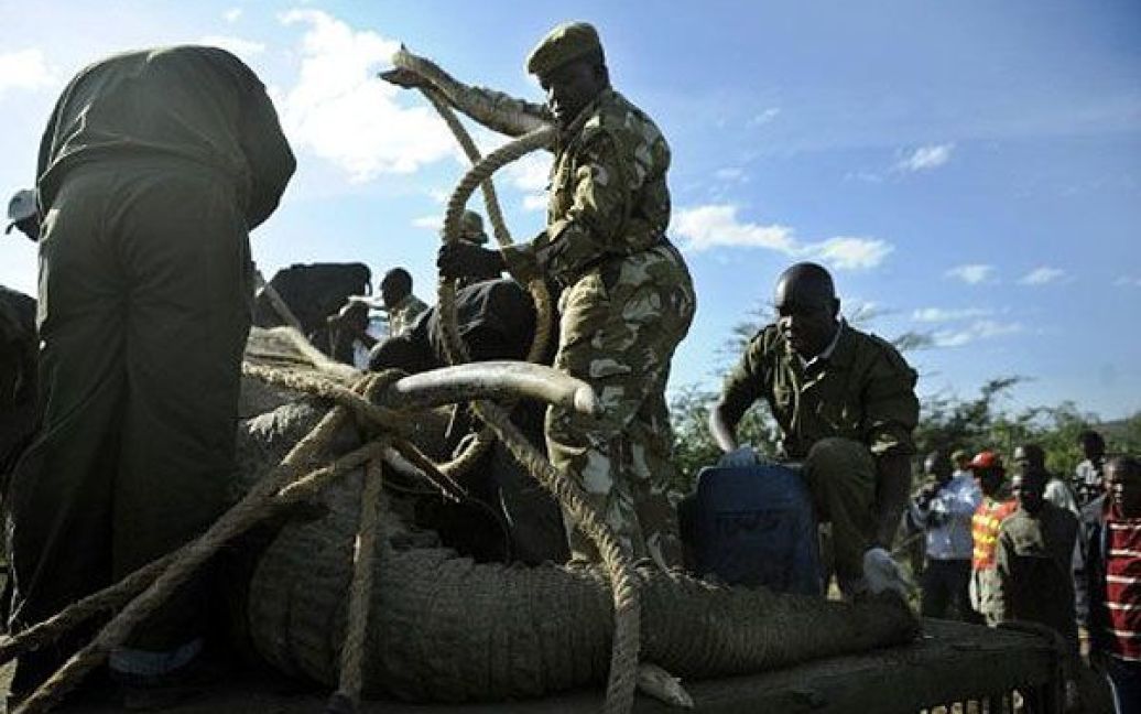 В кенійському місті Нарок проводять операцію з перевезення 50 диких слонів до заповідника Масаї Мара. / © AFP