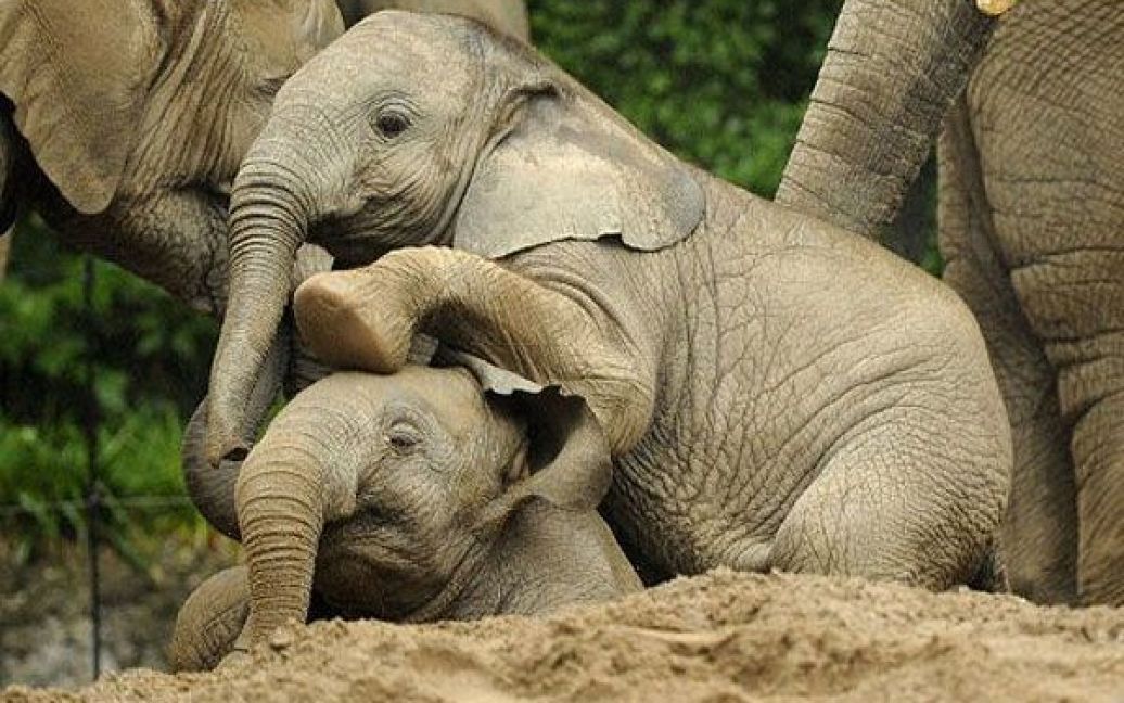 Німеччина, Вупперталь. Молоді слони грають в своєму вольєрі в зоопарку Вупперталя. Обидва слоненяти народились в зоопарку у січні 2011 року. / © AFP