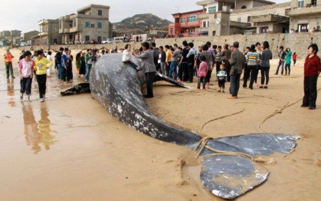 Китай, Пінгтан. Величезного сірого кита, довжиною 13,9 м, знайшли місцеві рибалки у морі в провінції Фуцзянь. Кита відбуксирували беріг. / © AFP