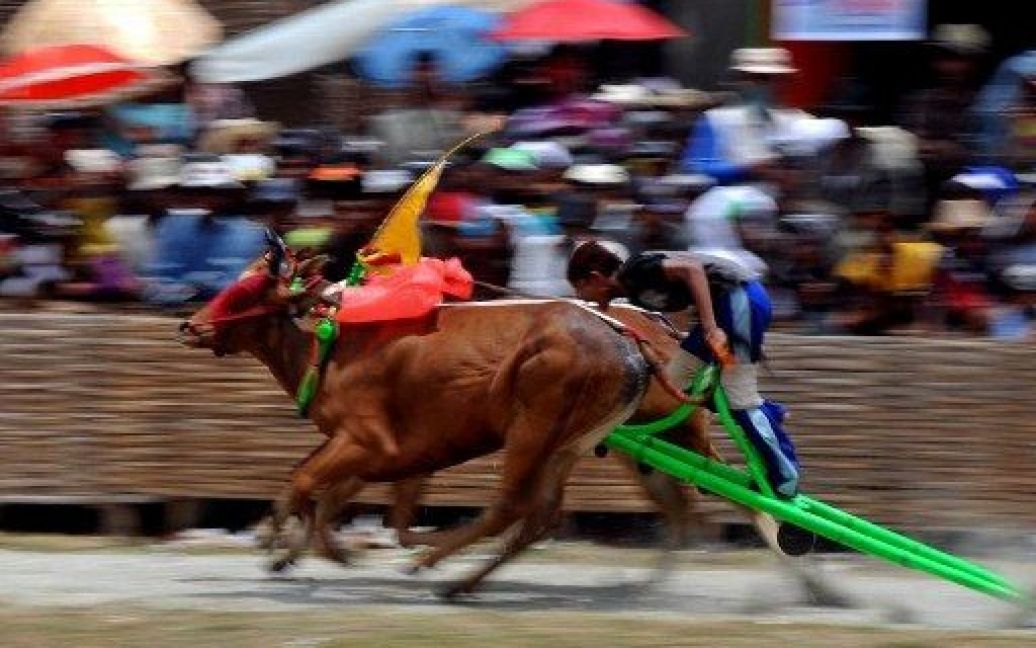 Індонезія, Памекасан. Учасник перегонів на биках бере участь у традиційних змаганнях "мадура", або "карапан сапі", який проводять в Індонезії для залучення туристів. / © AFP