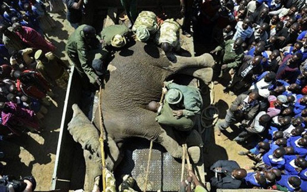 В кенійському місті Нарок проводять операцію з перевезення 50 диких слонів до заповідника Масаї Мара. / © AFP