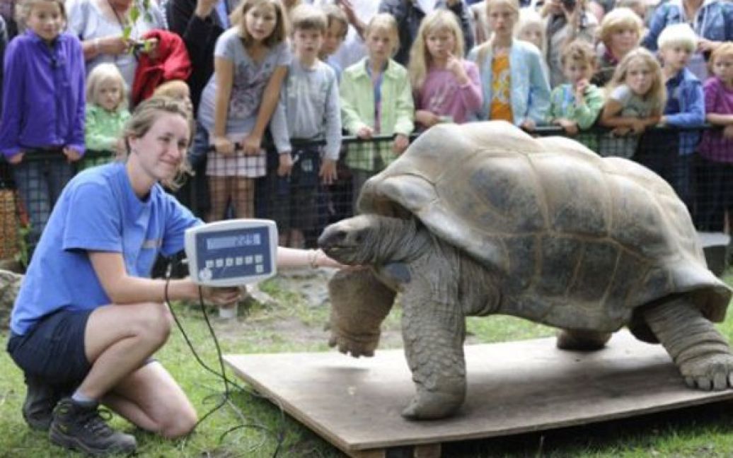 Нідерланди, Амстердам. Жінка зважує черепаху у зоопарку "Артіс" під час щорічної перевірки здоров&rsquo;я тварин. Величезна черепаха важить 229 кілограмів. / © AFP