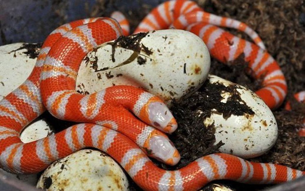 В одному з дендраріумов Флориди (США) народилася рідкісна двоголова змія-альбінос / © AFP