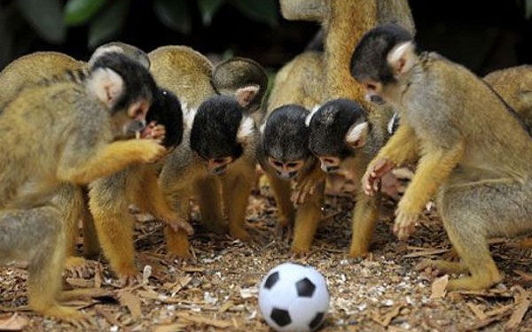 Великобританія, Лондон. Болівійські мавпи-білки збираються навколо футбольного м&rsquo;яча під час фотосесії у Лондонському зоопарку. / © AFP