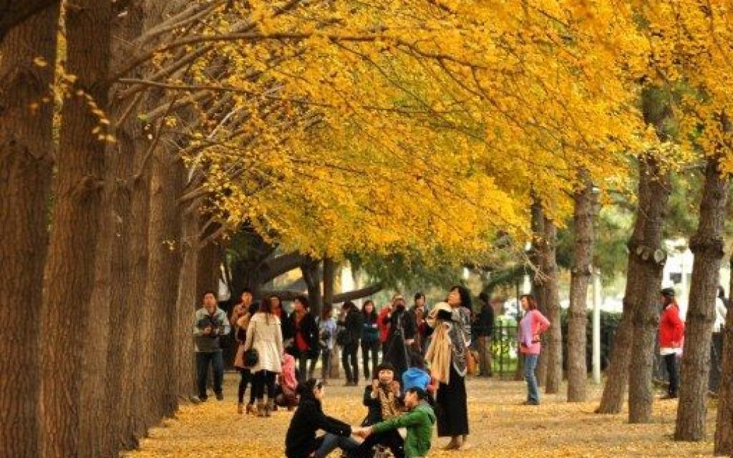 Китай, Пекін. Китайці відпочивають під осінніми деревами на алеї в Пекіні. Через проблему забруднення повітря в місті, жителі все більше побоюються за своє здоров&#039;я. / © AFP