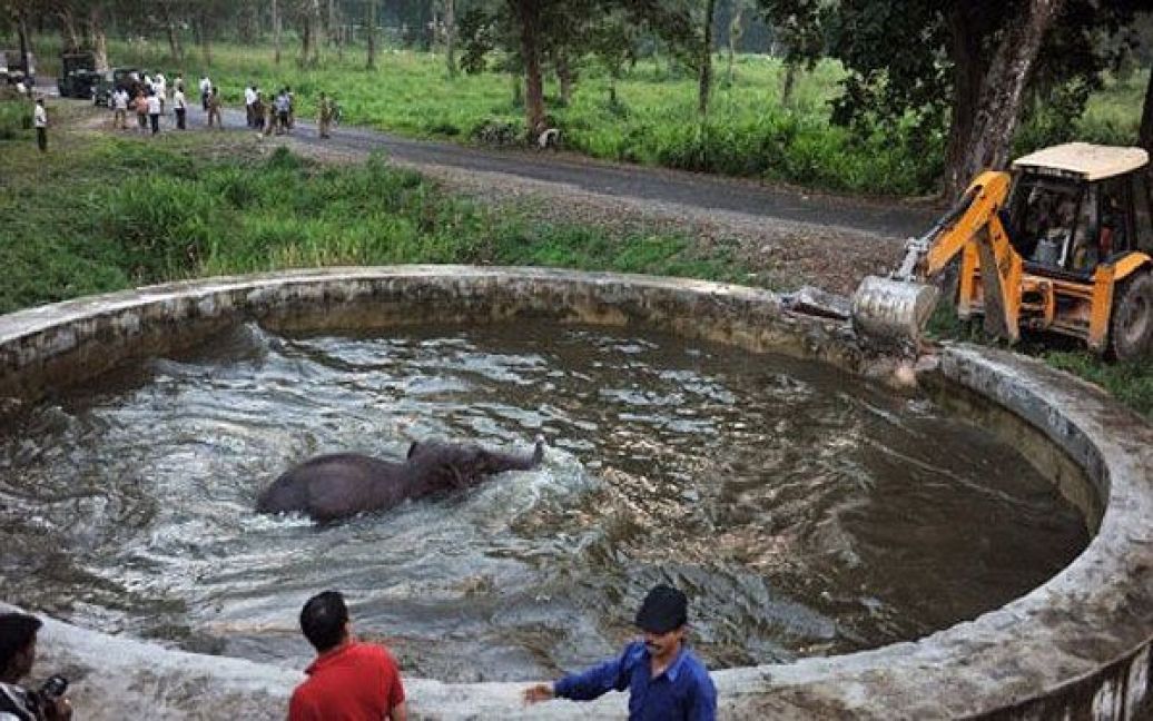 В індійському містечку Сілігурі поблизу військової бази Бенгдубі в резервуар водосховища впало дике слоненя. / © AFP