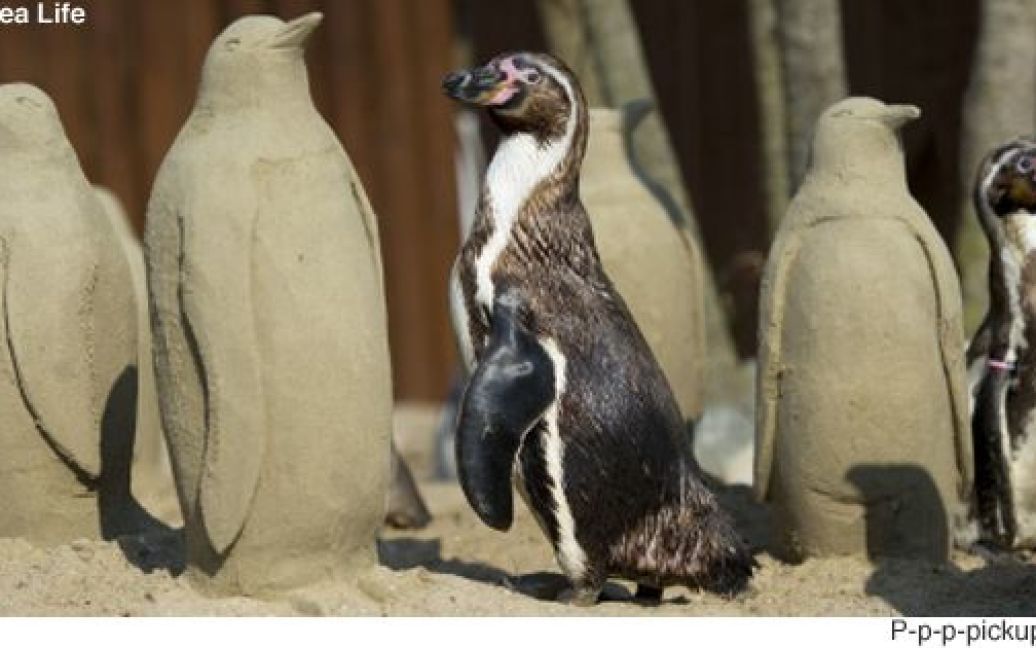 Пінгвіни Гумбольдта в зоопарку Sea Life / © 
