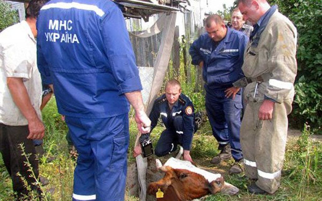 В Маріуполі рятувальники МНС витягнули корову Рябушку з технічного колодязя, в який вона провалилася. / © УНІАН
