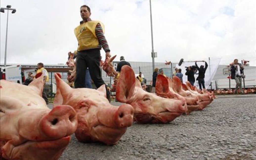 Бельгія, Зеллік. Акція протесту фермерського об&rsquo;єднання з вирощування свиней VEVA під стінами дистриб&rsquo;ютора виробів з м&rsquo;яса Delhaize. Delhaize збирається скоротити продаж свинини та знизити ціни на цей вид м&rsquo;яса. / © AFP