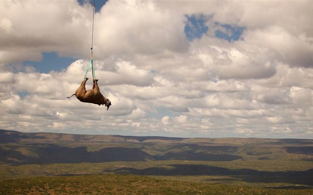Носорог пролетів 160 км догори дригом / © WWF
