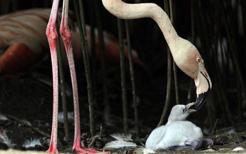 Німеччина, Ганновер. Пташеня фламінго харчується з дзьоба своєї матері у їхньому вольєрі в зоопарку Ганновера. Протягом останніх трьох тижнів у зоопарку вилупилося п&#039;ять молодих фламінго. / © AFP
