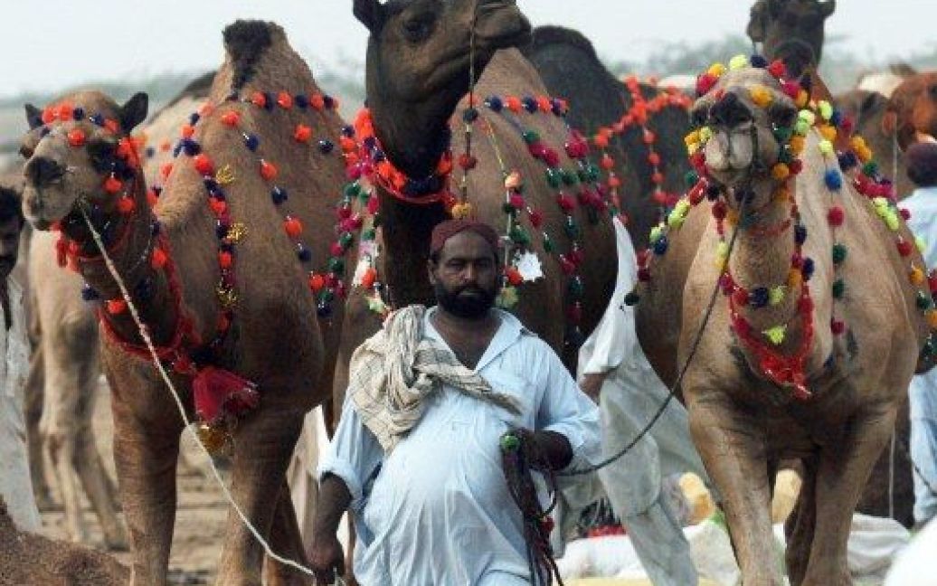 Пакистан, Карачі. Пакистанський торговець худобою веде своїх верблюдів на ринок тварин напередодні мусульманського свята Ід аль-Адха, яке цього року припадає на ніч з 7 на 8 листопада. Після ранкової молитви віддані здійснюють ритуальні жертвоприношення овець, кіз, корів та інших домашніх тварин. / © AFP