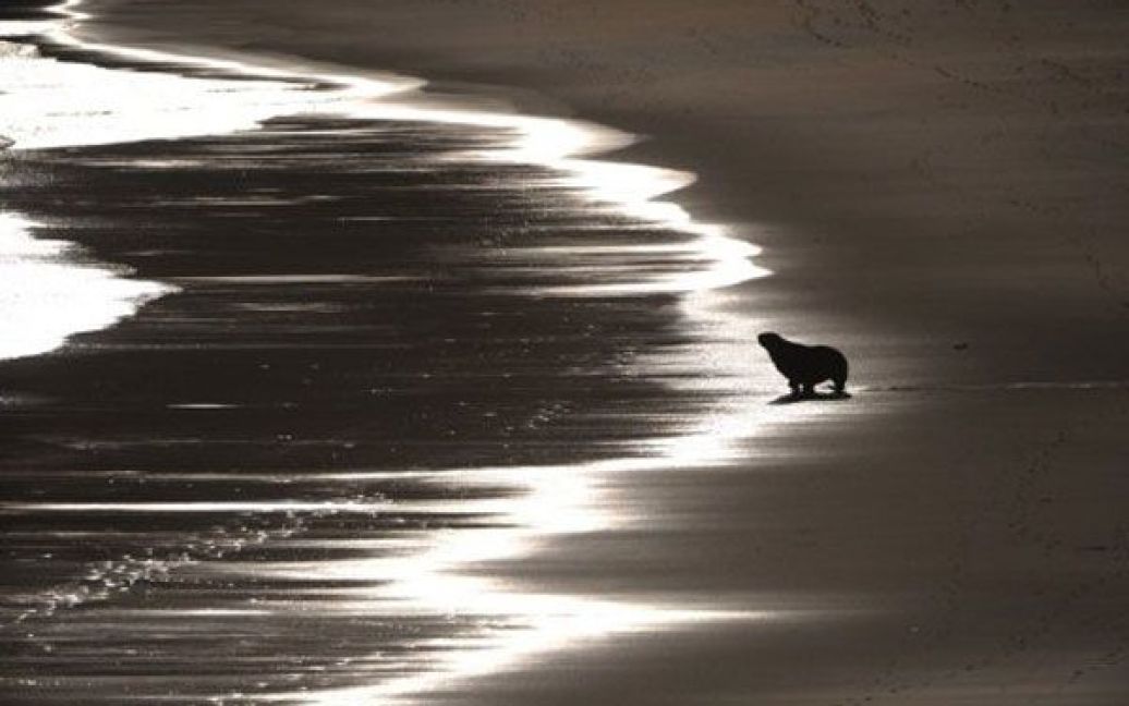 Нова Зеландія, Данідін. Тюлень йде до води у затоці міста Данідін. / © AFP