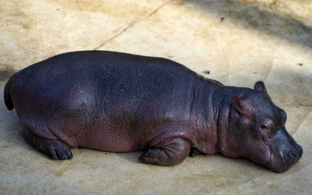 В Берлінському зоопарку народився новий бегемотик / © AFP